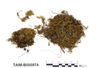 藏品(苔屬)的圖片
